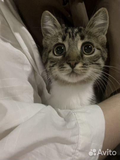 Котики бесплатно