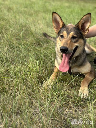 Луна. Невероятно ласковая щенуля из приюта