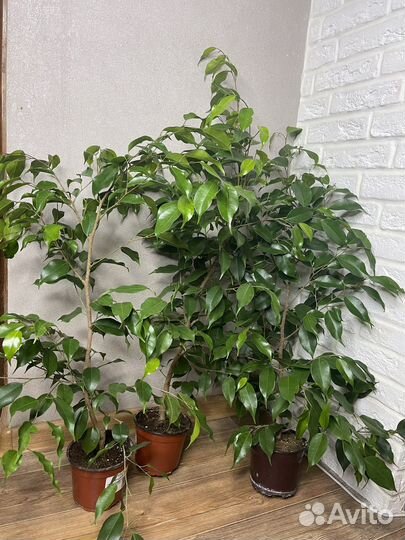Фикус бенджамина экзотика комнатные цветы