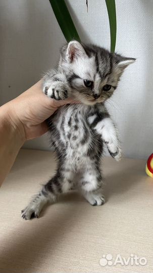 Шотландская девочка