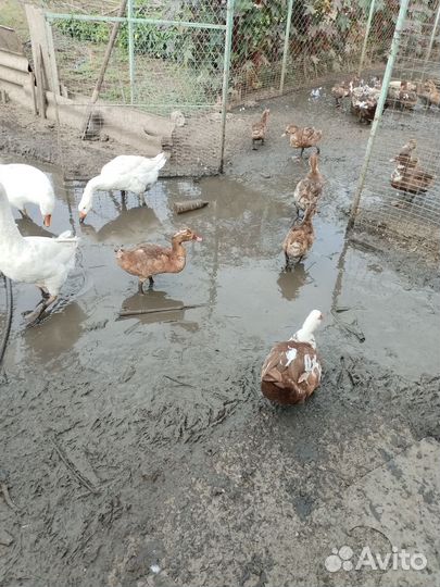 Индо-утята и гуси