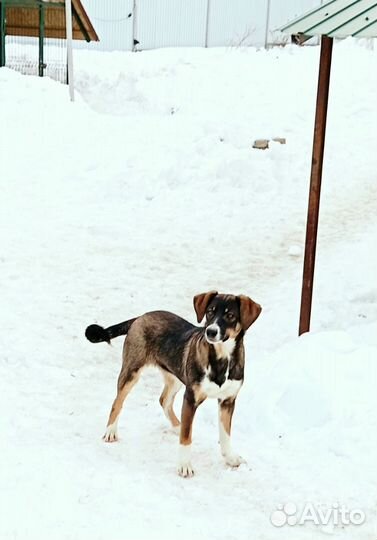 Щенки в дар