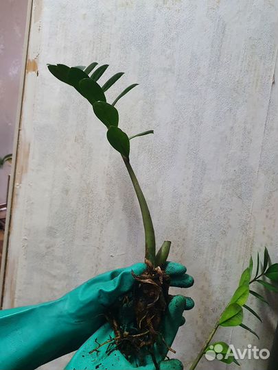 Замиокулькас цветы