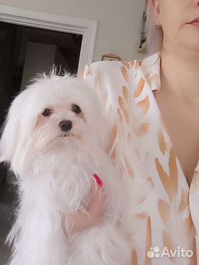 Болонка, микро собачка 1,5года