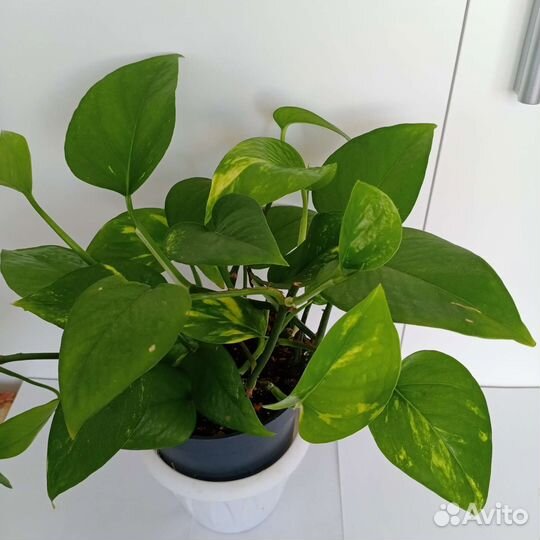 Сциндапсус