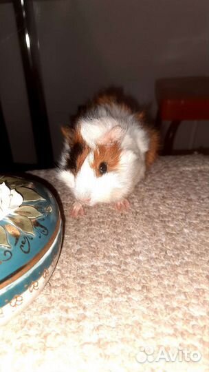 Морские свинки Аббисинские