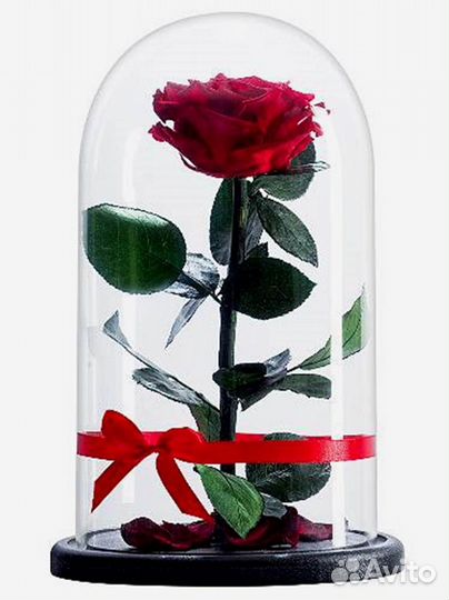 Роза в колбе. Качественная