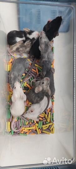 Декоративные мыши