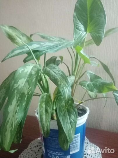Аглаонемы-5 сортов,обмен возможен.Комнатные раст