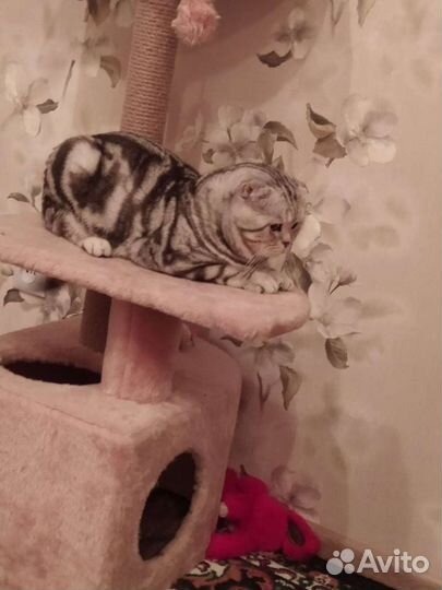 Шотландский кот вязка