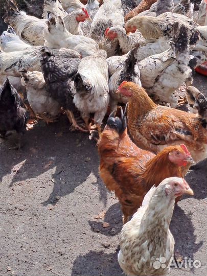 Продам молодых петухов