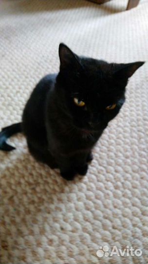 Черная кошка в дар 1,5 года стерилизована