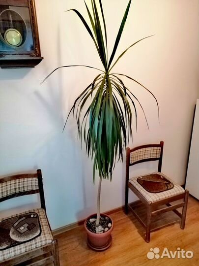 Пальма драцена