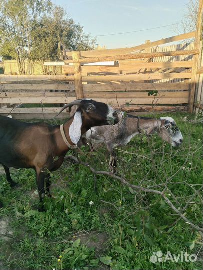 Нубийская коза