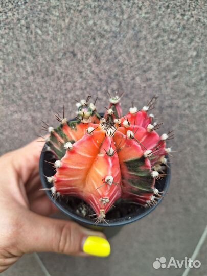 Кактус Гимнокалициум вариегатный