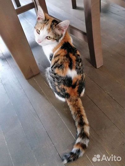 Алиса, очень ласковая кошечка-подросток в дар