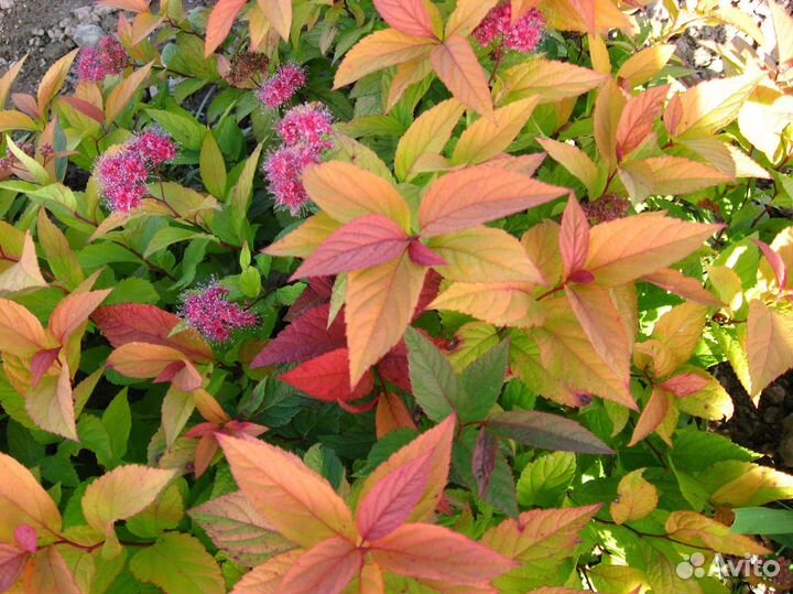 Многолетние растения и кустарники