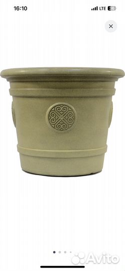 Пальма юкка