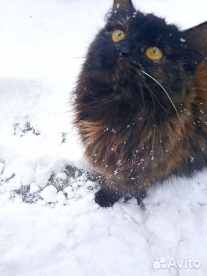 Кошечка в добрые руки