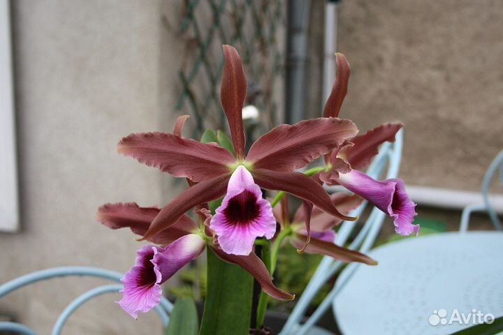 Орхидея Laelia tenebrosa 'Valpotas night'