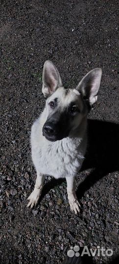 Кобель вязка вео