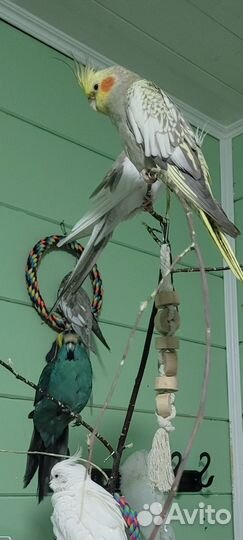 Попугай Корелла