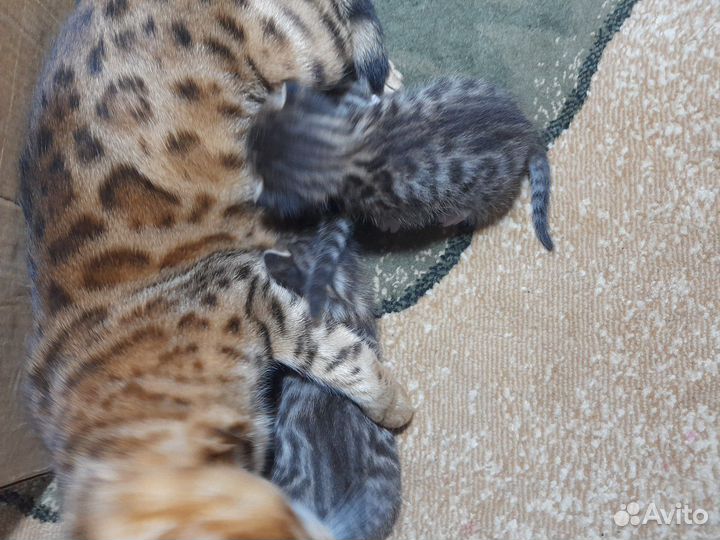 Котята мальчишки