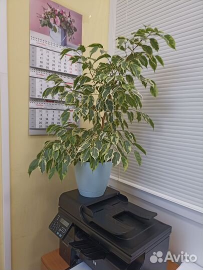 Фикус бенджамина большой