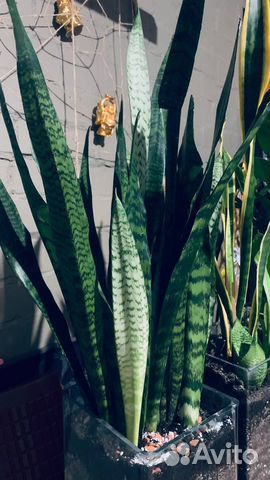 Сансевиерия