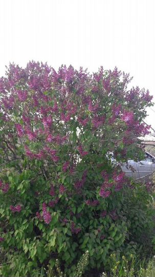 Участок 6,4 сот. (ИЖС)