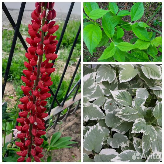 Люпин красный и другое