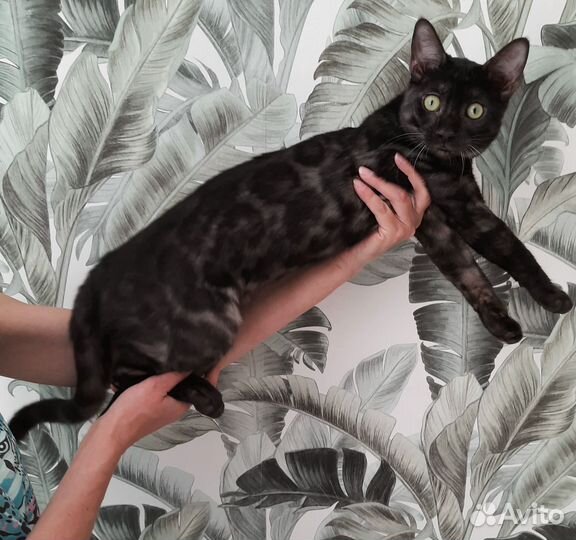 Котик угольная сепия