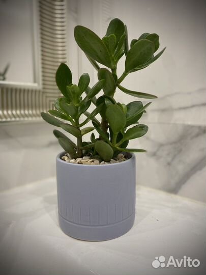 Денежное дерево толстянка