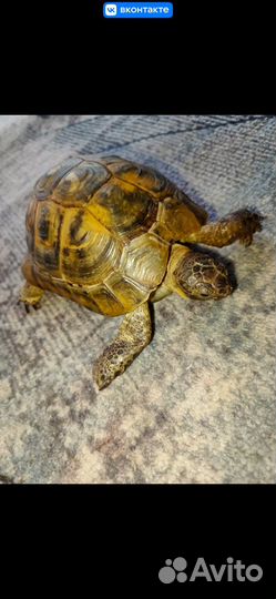 Черепаха