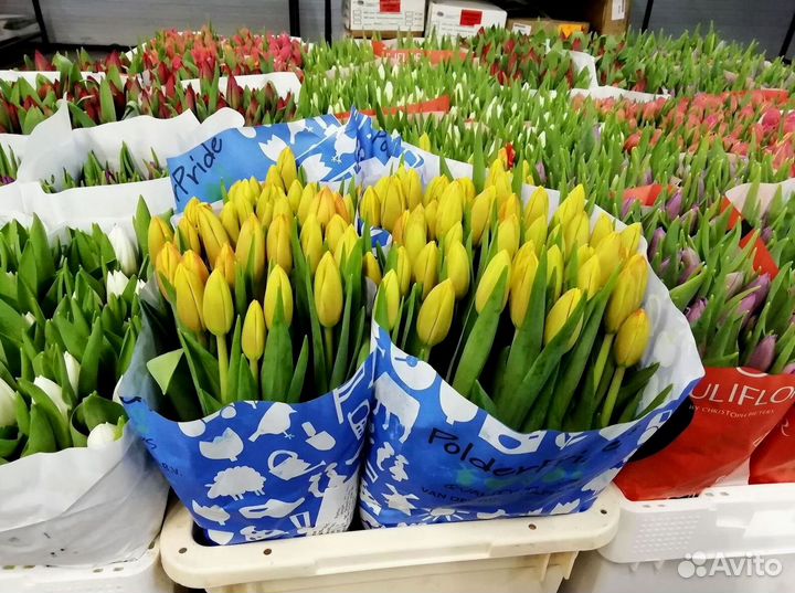 Тюльпаны оптом в наличии