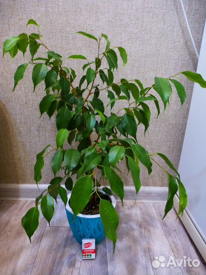 Фикус Бенджамина Эстер