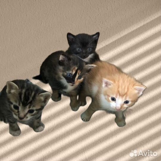 Котики бесплатно в добрые руки