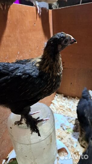 Соберу на инкубацию