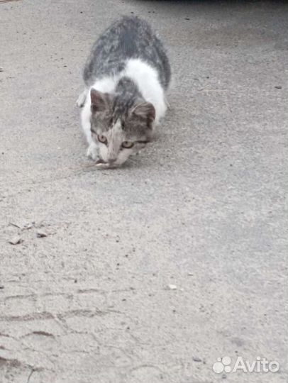 Котёнок бело черный