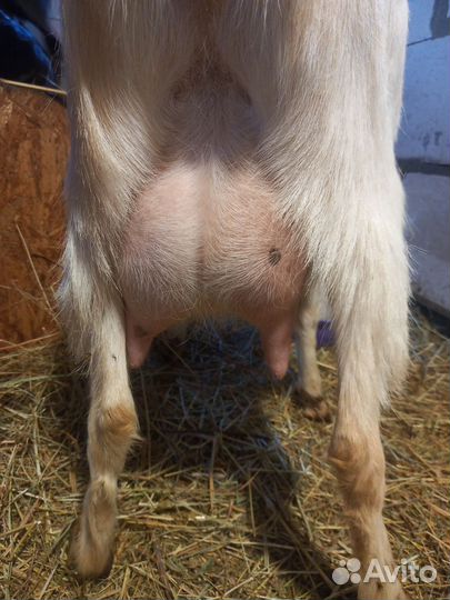 Дойные козы, козлята