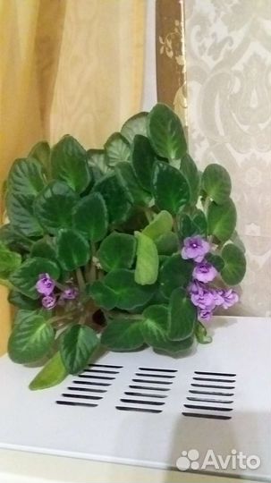 Комнатные цветы