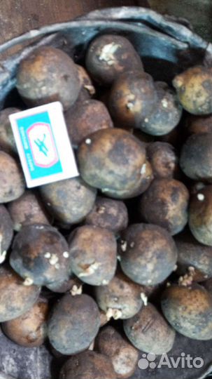 Картофель кормовой