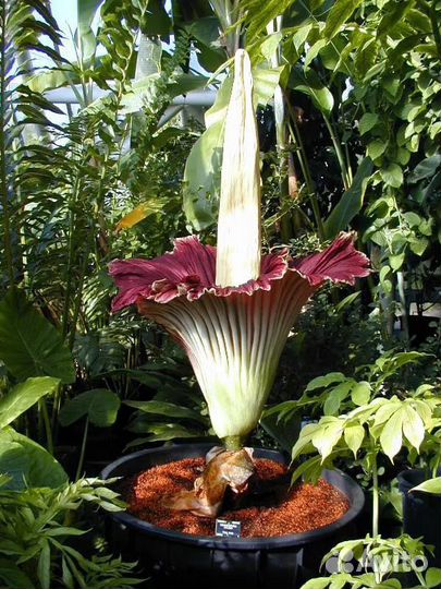 Аморфофаллус