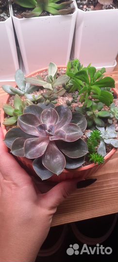 Садик суккулентов