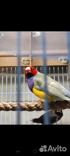 Амадина Гульда