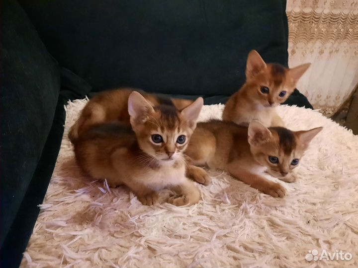 Абиссинские котята