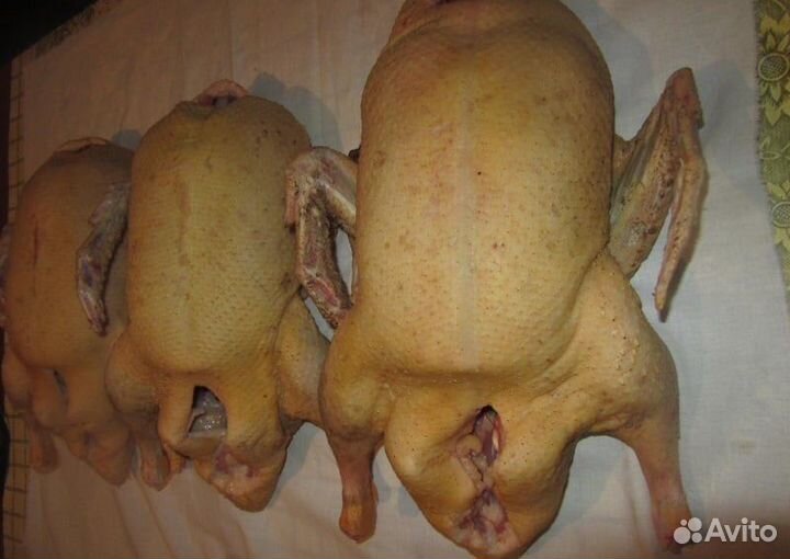 Утка домашняя