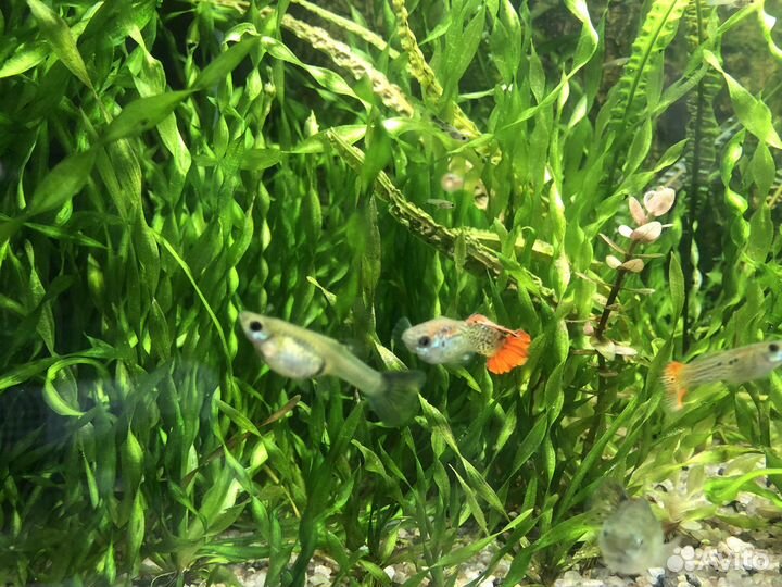 Валиснерия спиральная