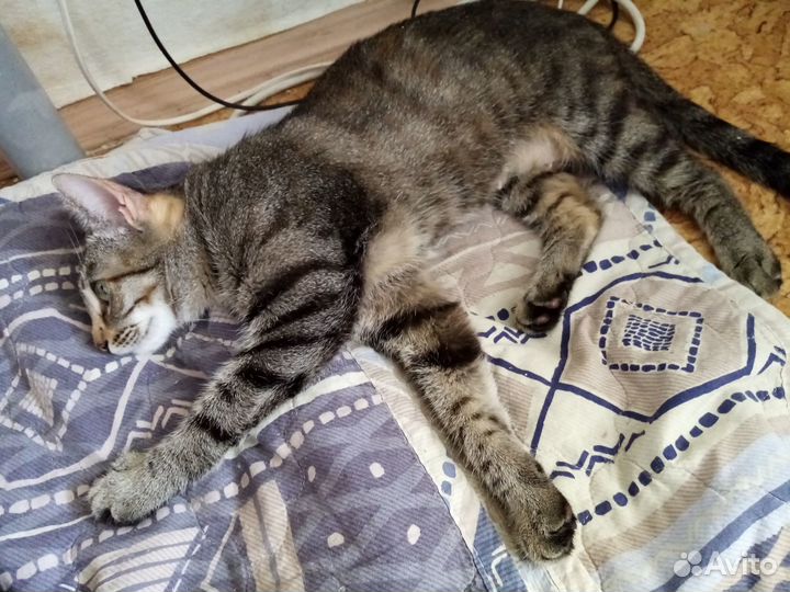 Полосатая кошка в добрые руки