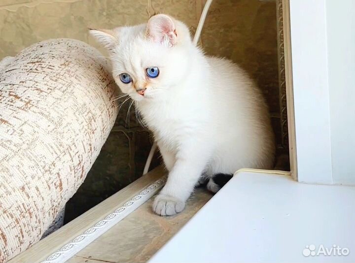 Шотландская шиншилла поинт